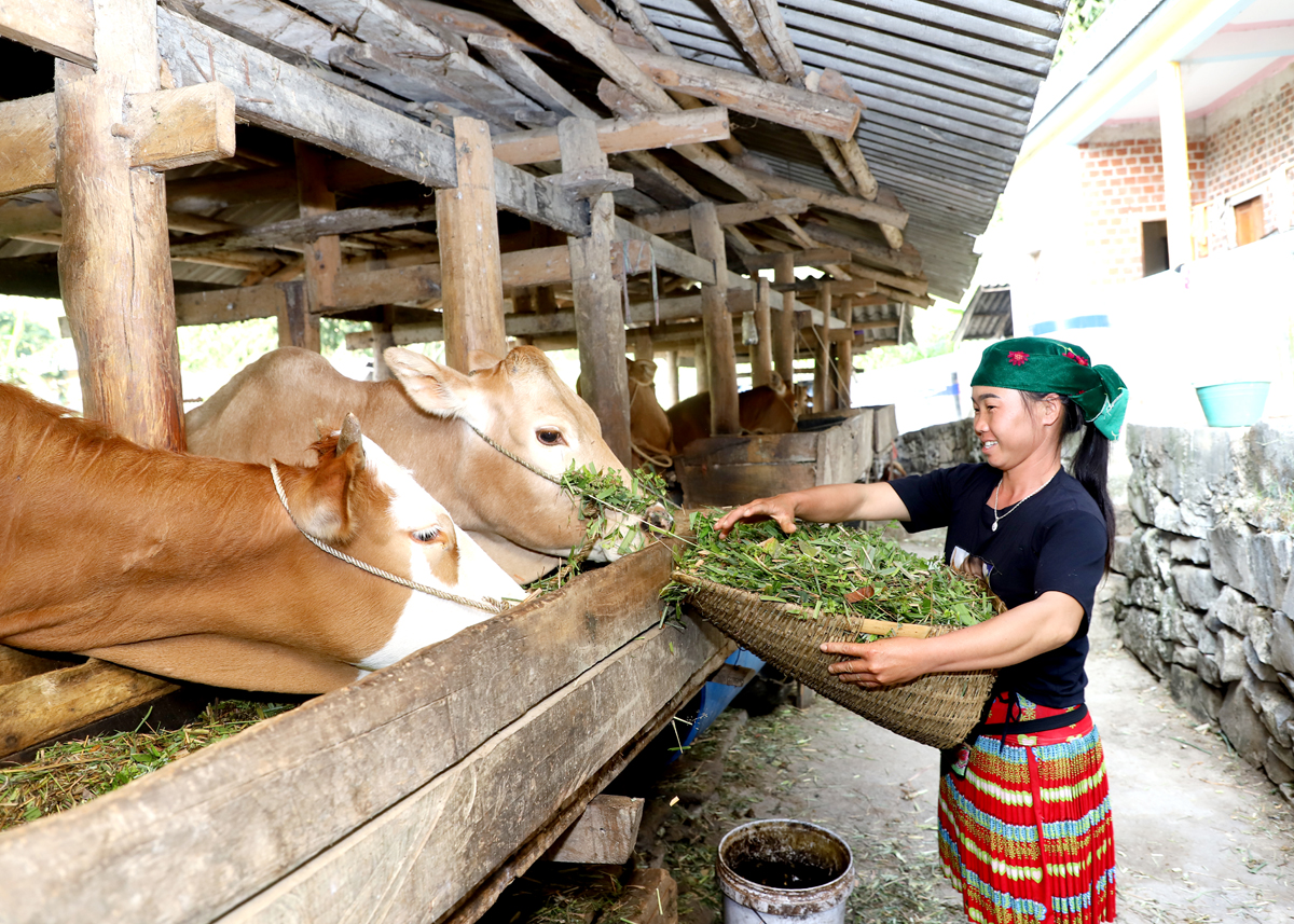 Mô hình chăn nuôi bò vỗ béo tại xã Sủng Thài (Yên Minh).
