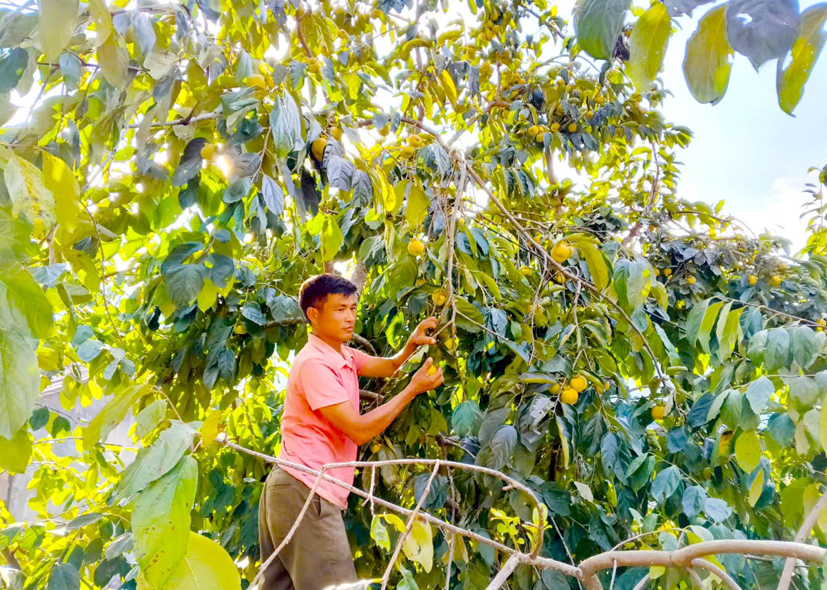 Nong Thanh Tung from Chi Ca Village harvests seedless persimmons.