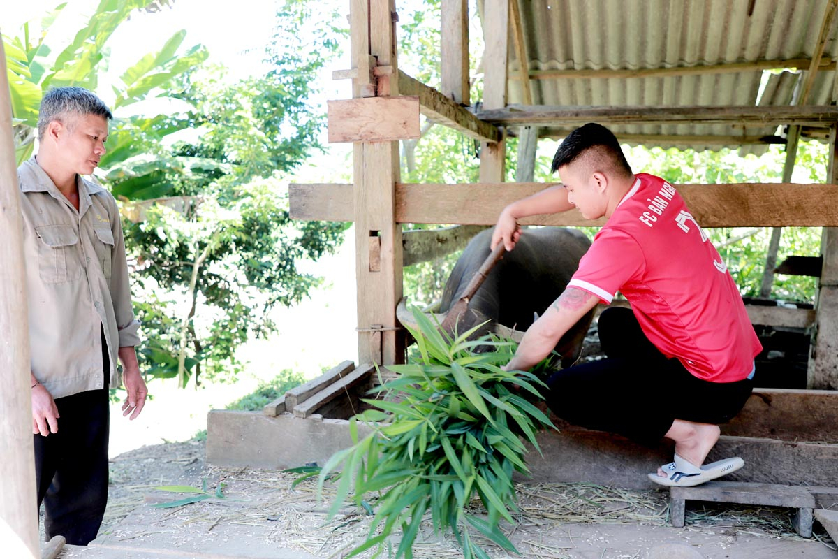 Gia đình ông Bồn Văn Canh phát triển thêm mô hình nuôi trâu sinh sản tăng thu nhập.