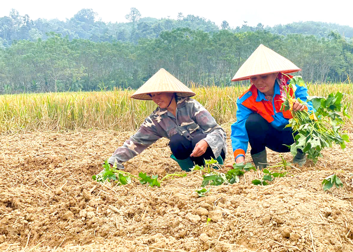 Trồng thử nghiệm khoai lang Điện Biên trên cánh đồng dồn điền, đổi thửa thôn Tân An, thị trấn Yên Bình (Quang Bình).