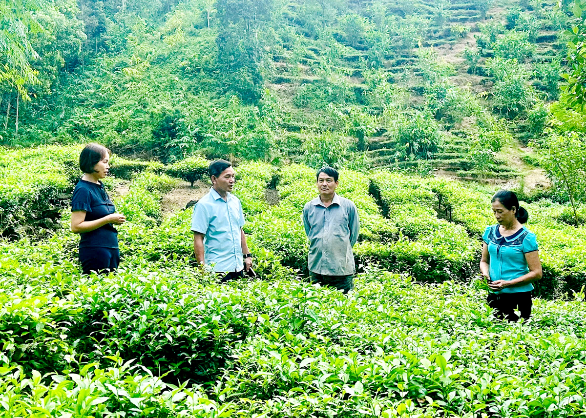 Ông Lương Công Hân (thứ 2 bên phải) trồng chè phát triển kinh tế.