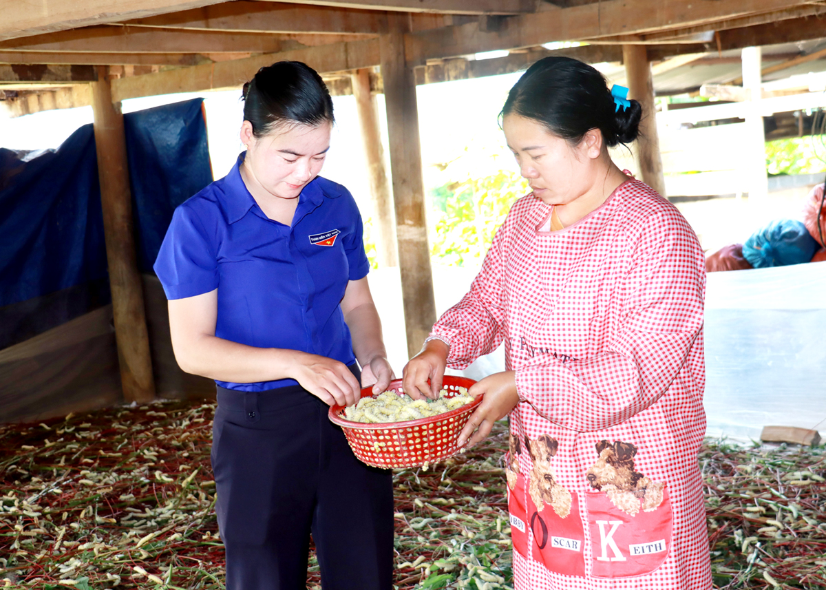 Mô hình nuôi tằm của chị Lý Thị Bình (bên phải).