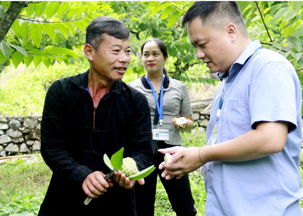 Mô hình “Dân vận khéo” Chi hội nghề nghiệp trồng Na phường Quang Trung (thành phố Hà Giang) mang lại hiệu quả rõ nét.