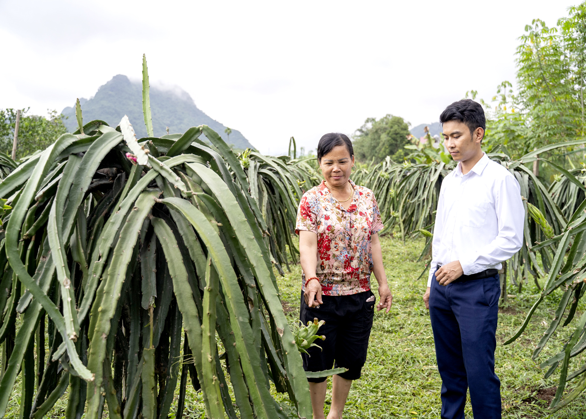 Mô hình trồng Thanh long của gia đình chị Vũ Thị Hương, thôn Đồng Hương, xã Đồng Yên (Bắc Quang).