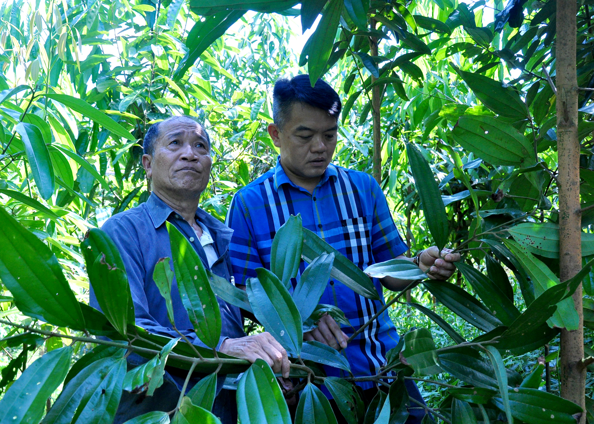 Ông Phạm Quang Lân, thôn Vĩnh Chính giới thiệu đồi quế 3 năm tuổi đã cho thu hái.