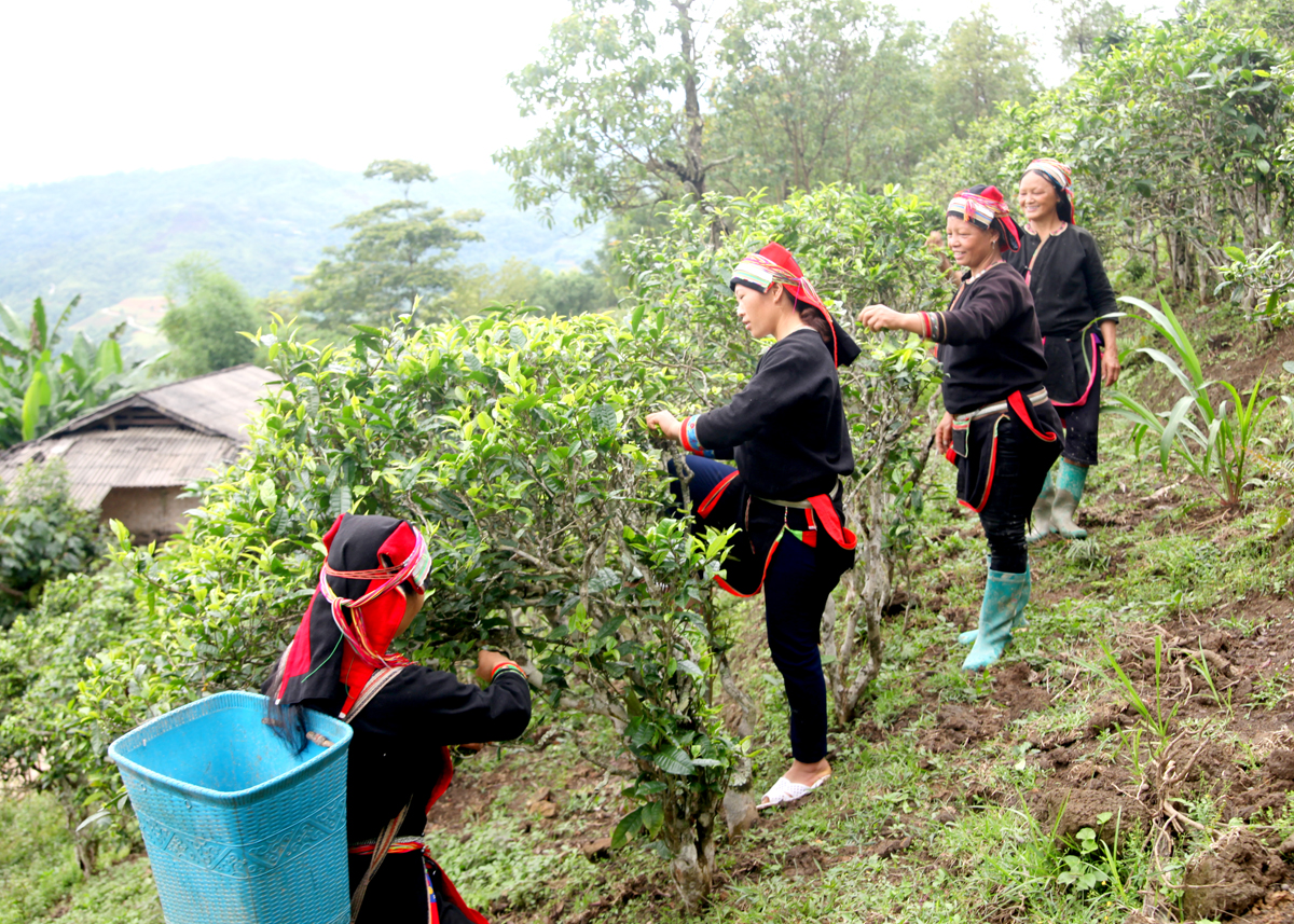 Phát triển vùng nguyên liệu chè Shan tuyết tại xã Ngam La.