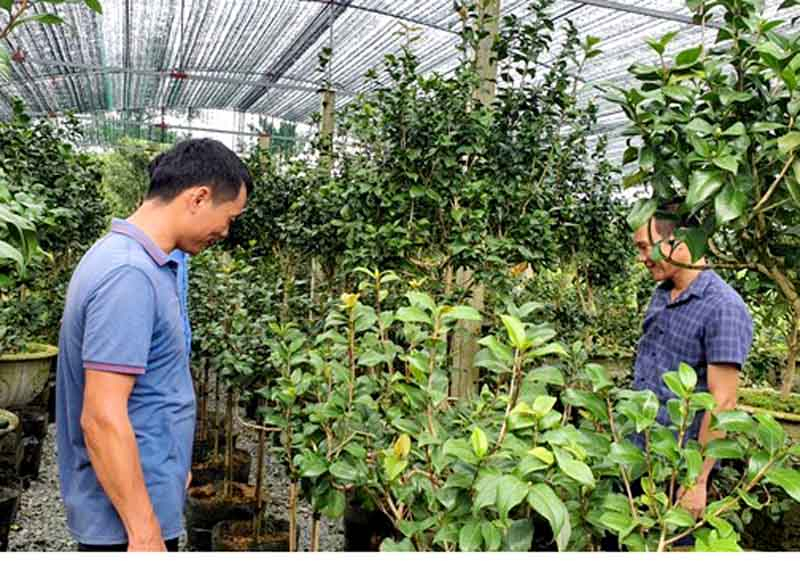 Mô hình nhà màn trồng cây hoa Trà của anh Lưu Trần Phong, thôn Mỹ Tân, xã Tân Quang, huyện Bắc Quang bước đầu đã cho hiệu quả kinh tế cao.