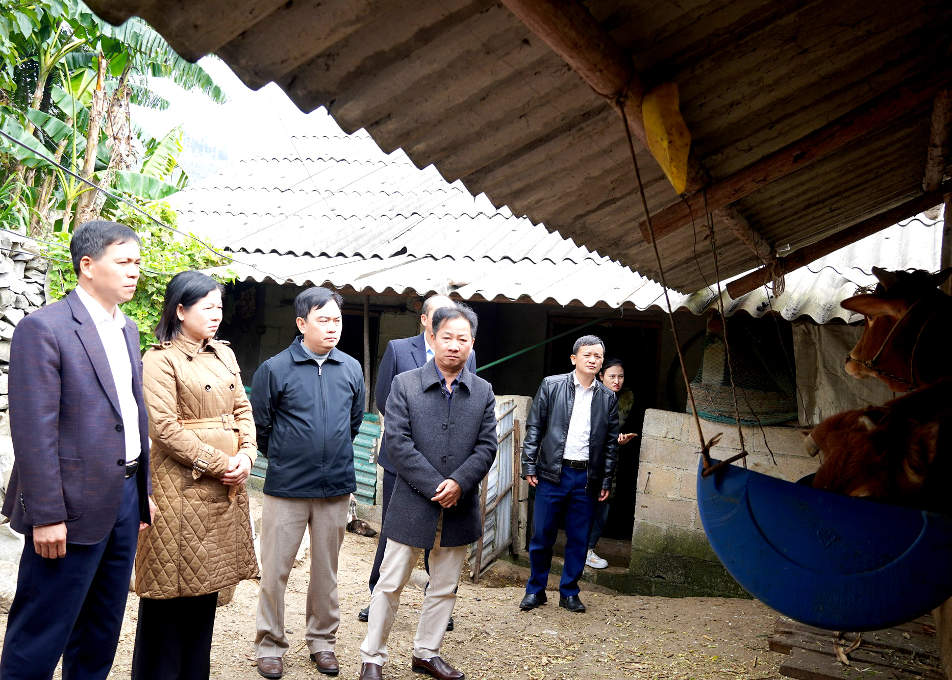 Phó Chủ tịch Thường trực HĐND tỉnh Chúng Thị Chiên kiểm tra mô hình chăn nuôi bò tại xã Lũng Pù.