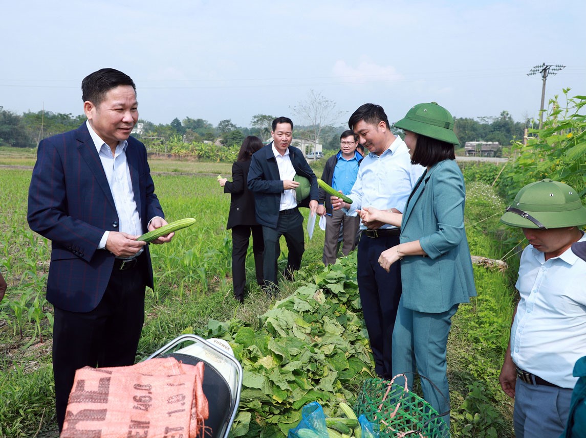 Đoàn giám sát thực tế mô hình trồng dưa lưới phát triển kinh tế của người dân xã Quang Minh.