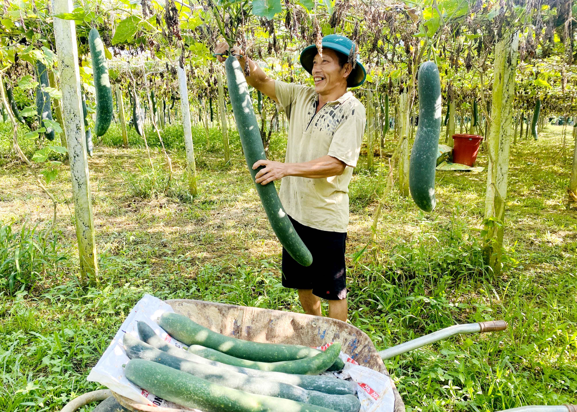 Nông dân Vị Xuyên gặt hái được quả ngọt từ những mảnh vườn sau cải tạo