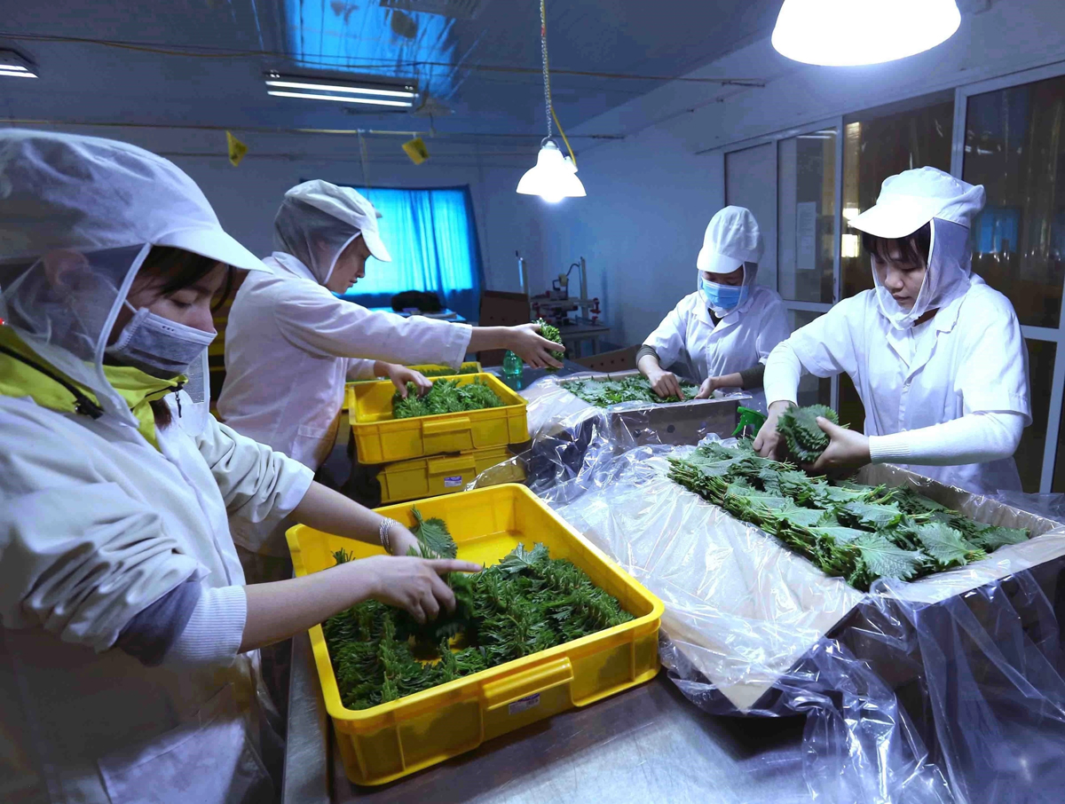 Công ty Cổ phần May Hồ Gươm đầu tư trồng tía tô xanh lấy lá xuất khẩu sang thị trường Nhật Bản.
