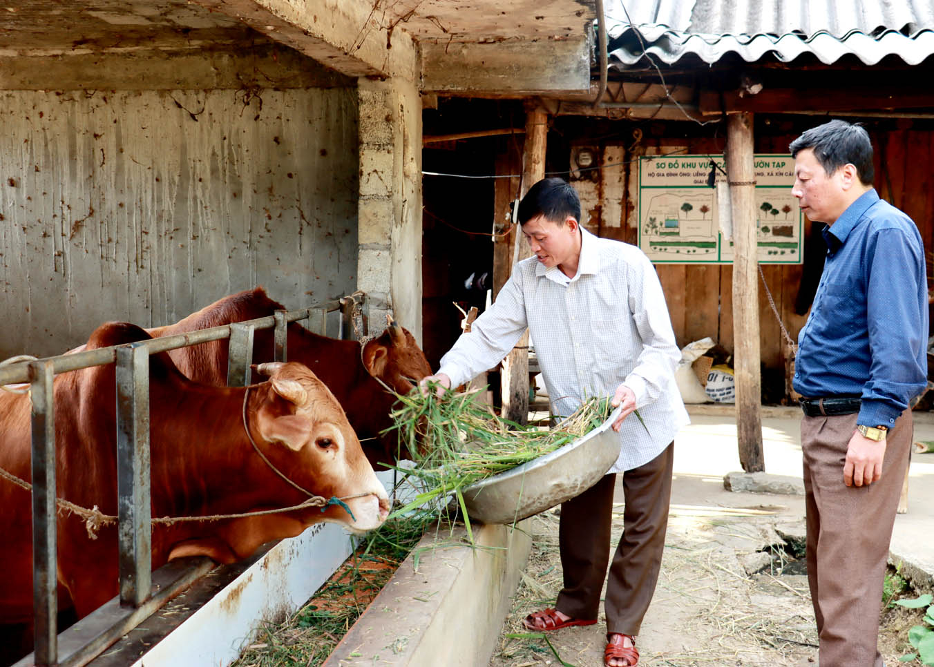 Bí thư Chi bộ thôn Bản Trang, Liềng A Kin (trái) chăm sóc đàn bò của gia đình.