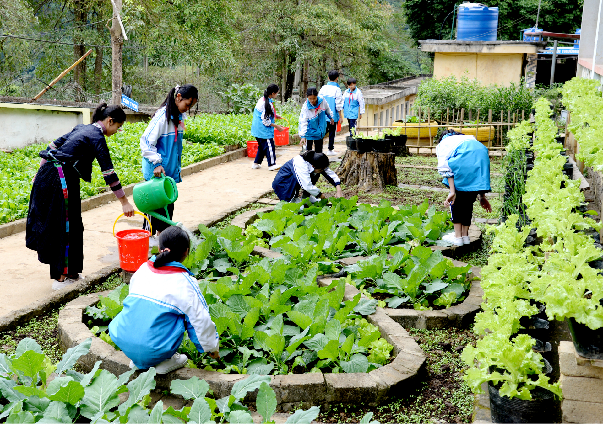 Học sinh Trường PTDT Nội trú THCS và THPT huyện Xín Mần tích cực trồng rau cải thiện bữa ăn.