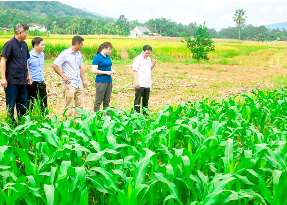 Cán bộ khuyến nông xã Vĩ Thượng, huyện Quang Bình (thứ 2 bên phải) hướng dẫn người dân kỹ thuật chăm sóc cây ngô.