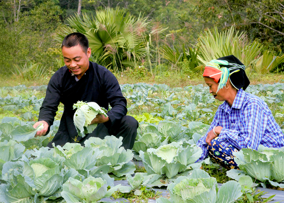Bà con thôn Cao Bành, xã Phương Thiện (thành phố Hà Giang) trồng rau vụ Đông trái vụ.