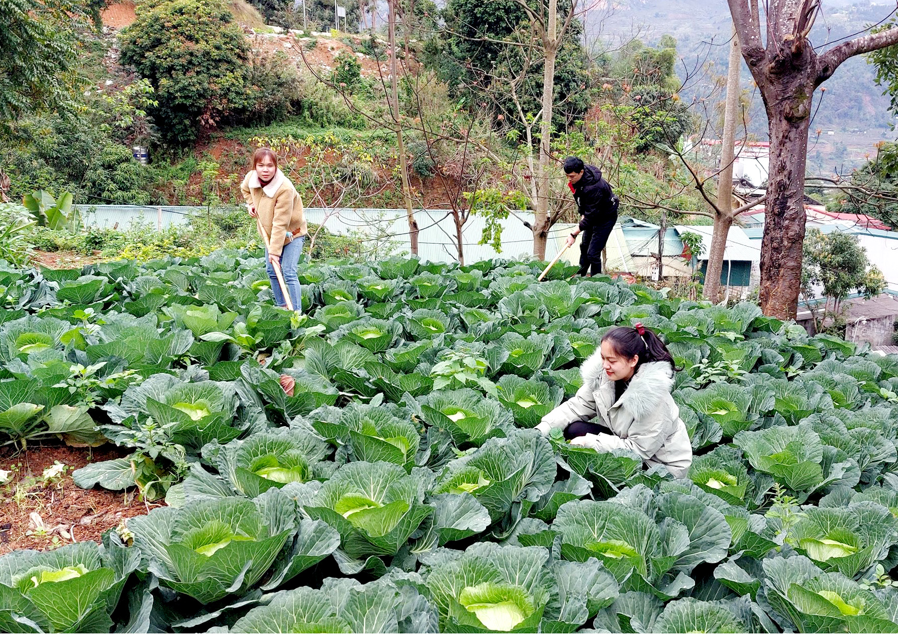 Phong trào xây dựng “Vườn rau công đoàn” tại Công đoàn cơ sở Trường THCS Liên Việt, thị trấn Cốc Pài.