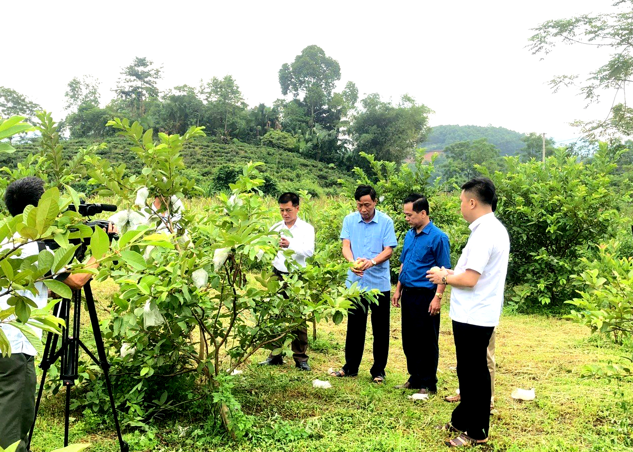 Lãnh đạo huyện Bắc Quang thăm mô hình đảng viên làm kinh tế giỏi tại xã Hùng An.