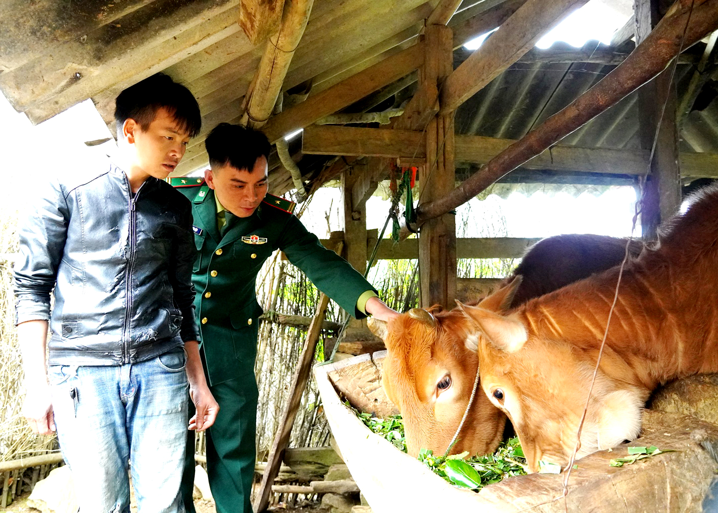 Cán bộ Đồn Biên phòng Sơn Vĩ kiểm tra đàn bò của gia đình anh Thò Mí Già, thôn Cò Súng.