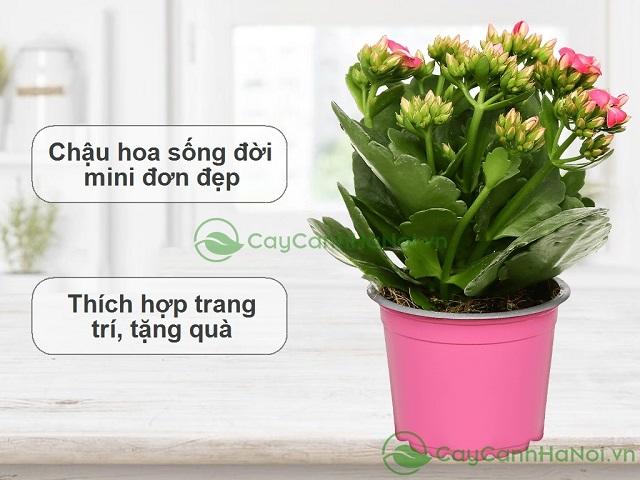 Cây sống đời tặng thầy cô ngày 20/11 là lựa chọn tuyệt vời