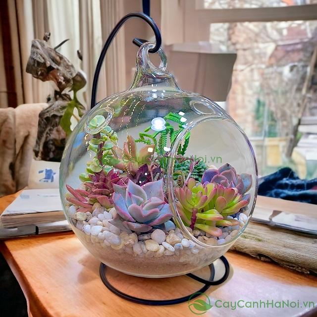 Sen đá Terrarium với vẻ đẹp ấn tượng được nhiều người yêu thích