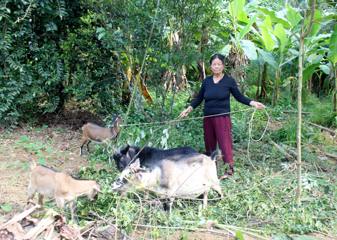 Đàn dê dự án tại gia đình cô Hoàng Thị Tịnh, thôn Hạ Sơn bắt đầu sinh sản.