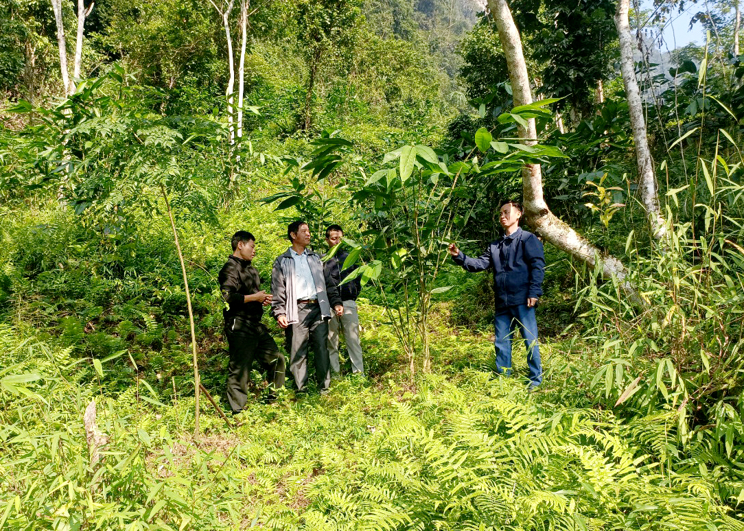 Lãnh đạo HĐND xã Linh Hồ (Vị Xuyên) kiểm tra mô hình trồng cây Giang của người dân.  