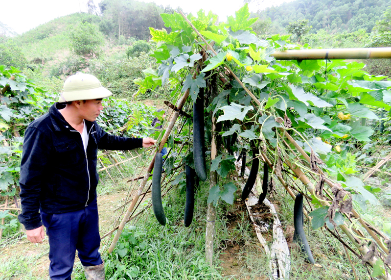 Trồng bí xanh đem lại thu nhập cao cho gia đình ông Đặng Văn Bền, thôn Cổng Đá.

