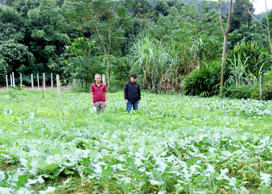 Mô hình trồng rau của hộ ông Nguyễn Mạnh Hải, thôn Phiến.

