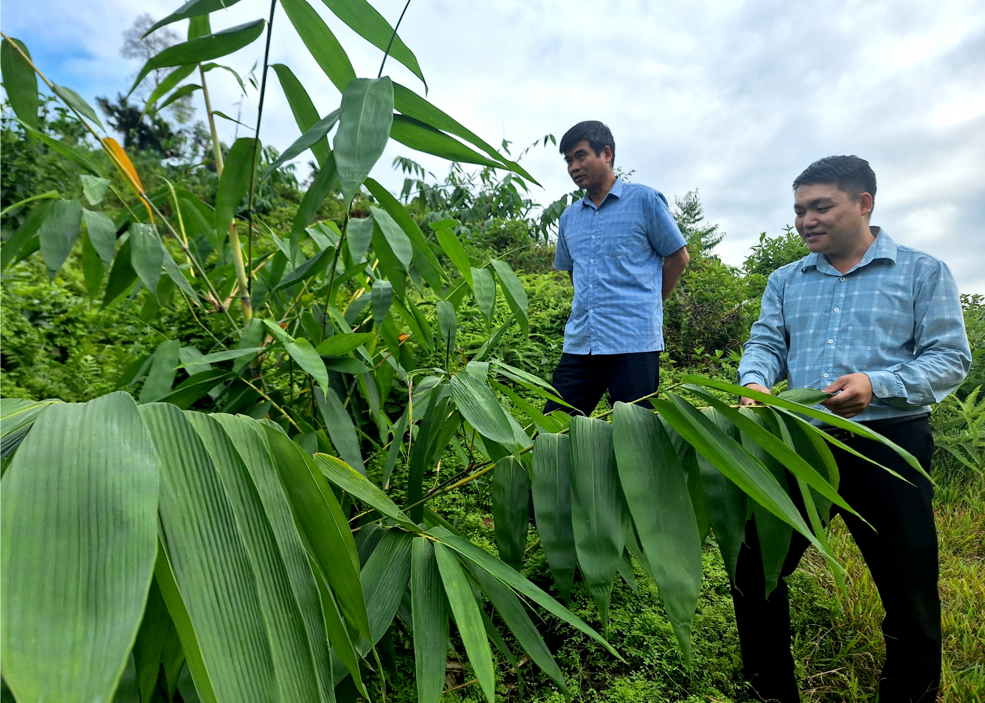 Mô hình trồng cây mai của gia đình anh Phàn Văn Việt, thị trấn Yên Bình (Quang Bình) hứa hẹn cho thu nhập cao. 