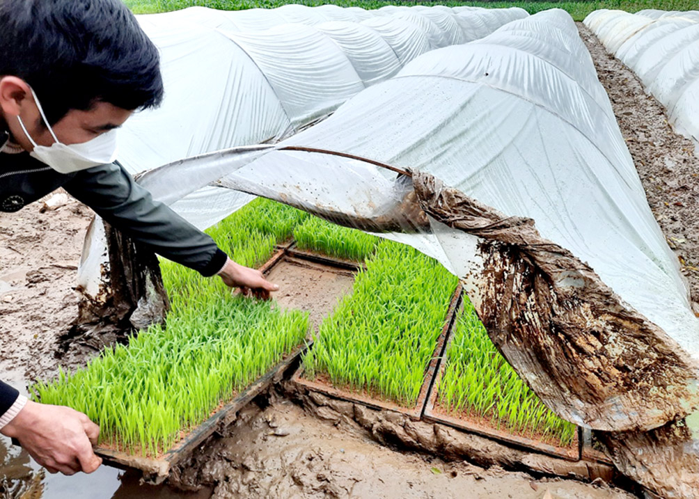 Kỹ thuật gieo mạ khay và che phủ ni - lông chống rét cho mạ theo phương pháp SRI.
