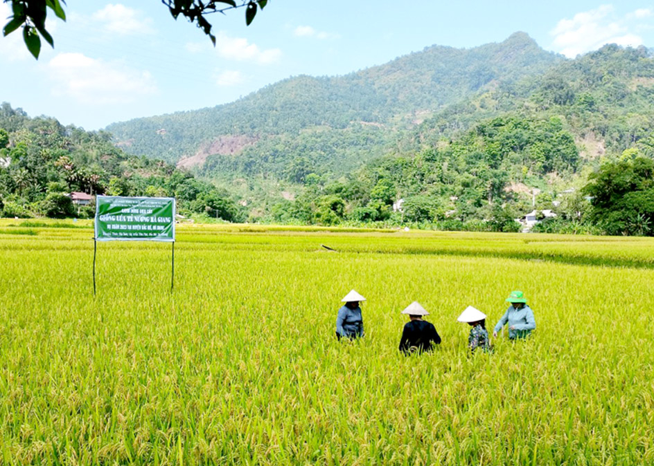 Mô hình giống lúa Tẻ nương Hà Giang tại thị trấn Yên Phú (Bắc Mê) áp dụng một số quy trình kỹ thuật SRI.