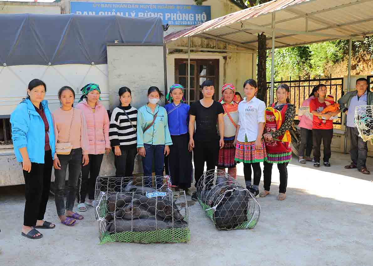Các gia đình được Ban điều hành Dự án Plan huyện Hoàng Su Phì hỗ trợ lợn giống.