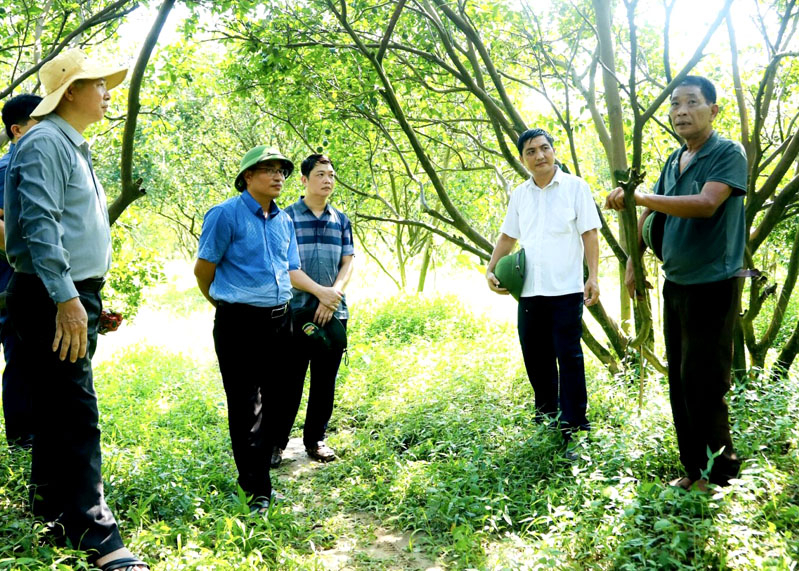 Lãnh đạo Chi cục Trồng trọt và Bảo vệ thực vật tỉnh cùng các chuyên gia kiểm tra vườn cam bị vàng lá, thối rễ tại huyện Bắc Quang.
