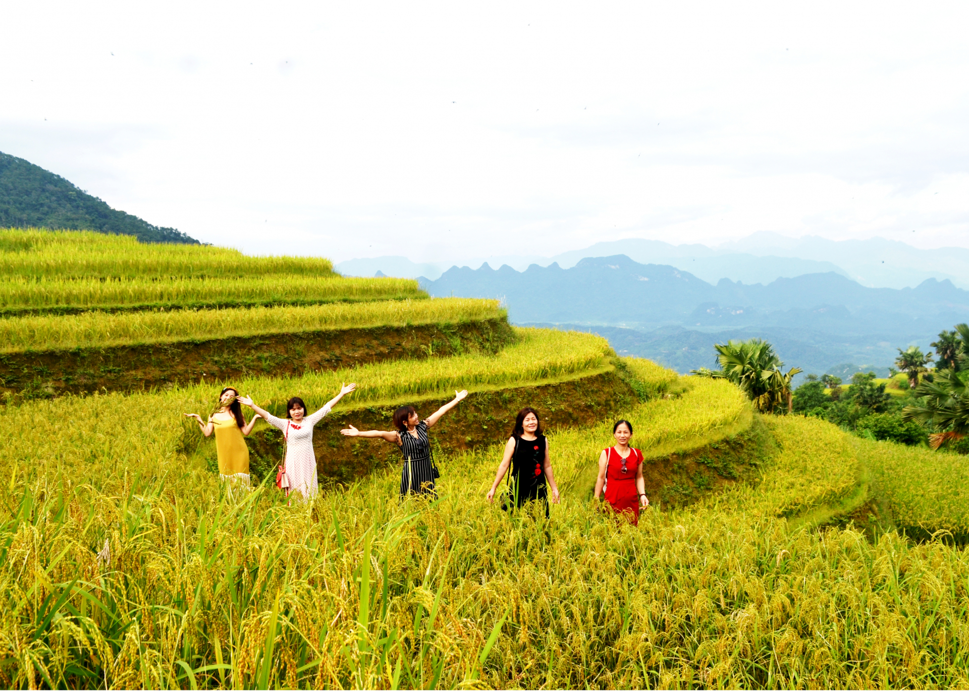 Ruộng bậc thang xã Phương Độ (thành phố Hà Giang) là sản phẩm du lịch nông nghiệp tiềm năng thu hút khách du lịch.