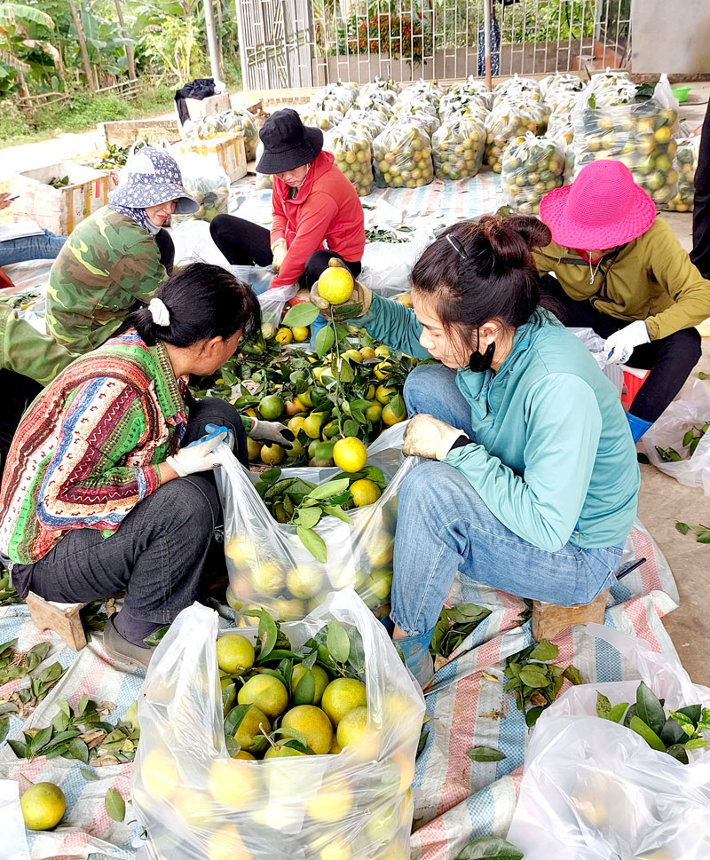 Bà con xã Vĩnh Phúc thu hoạch cam Vàng.
