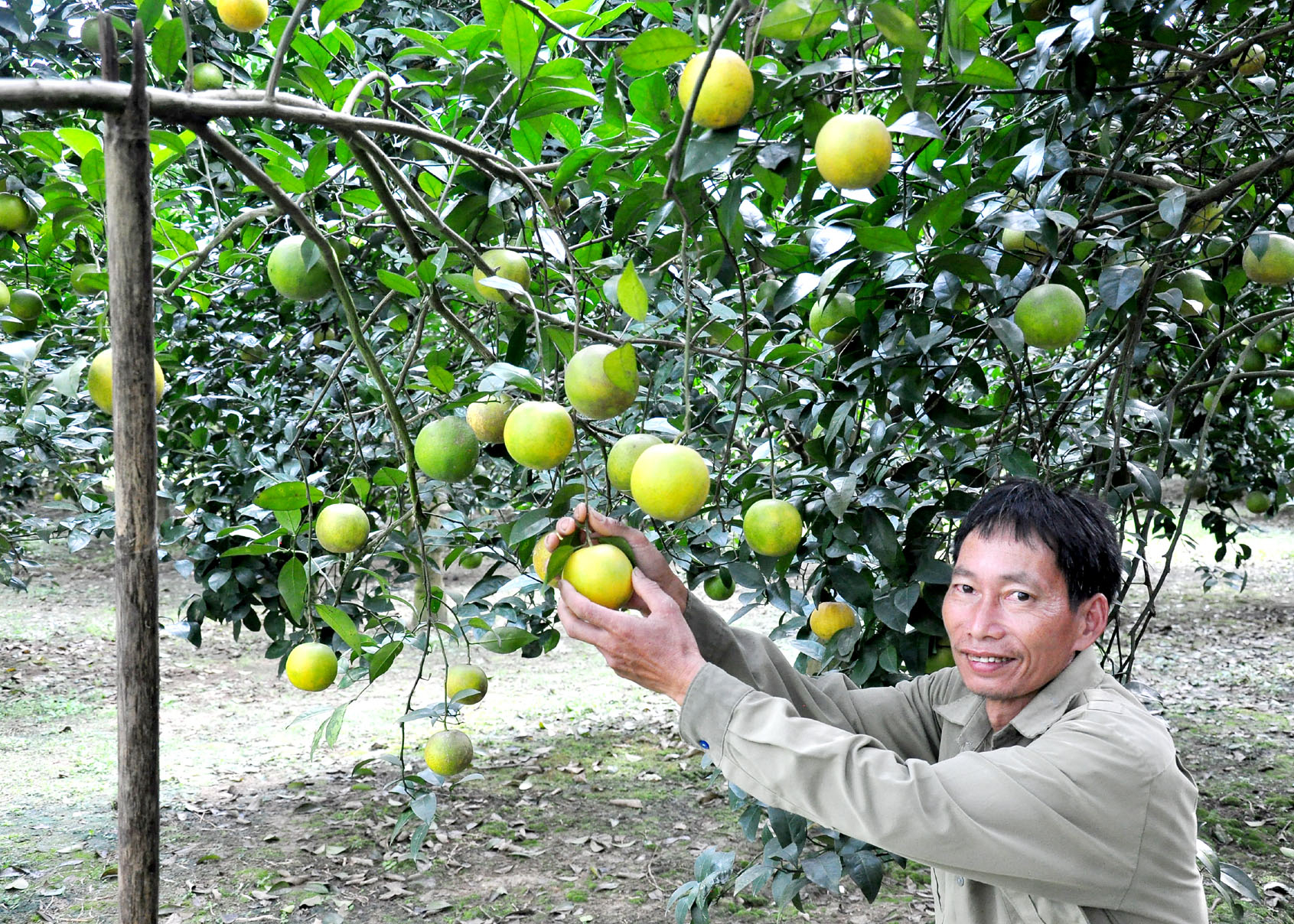 Vườn cam của gia đình ông Vũ Văn Dũng, thôn Vĩnh Tâm chín vàng.