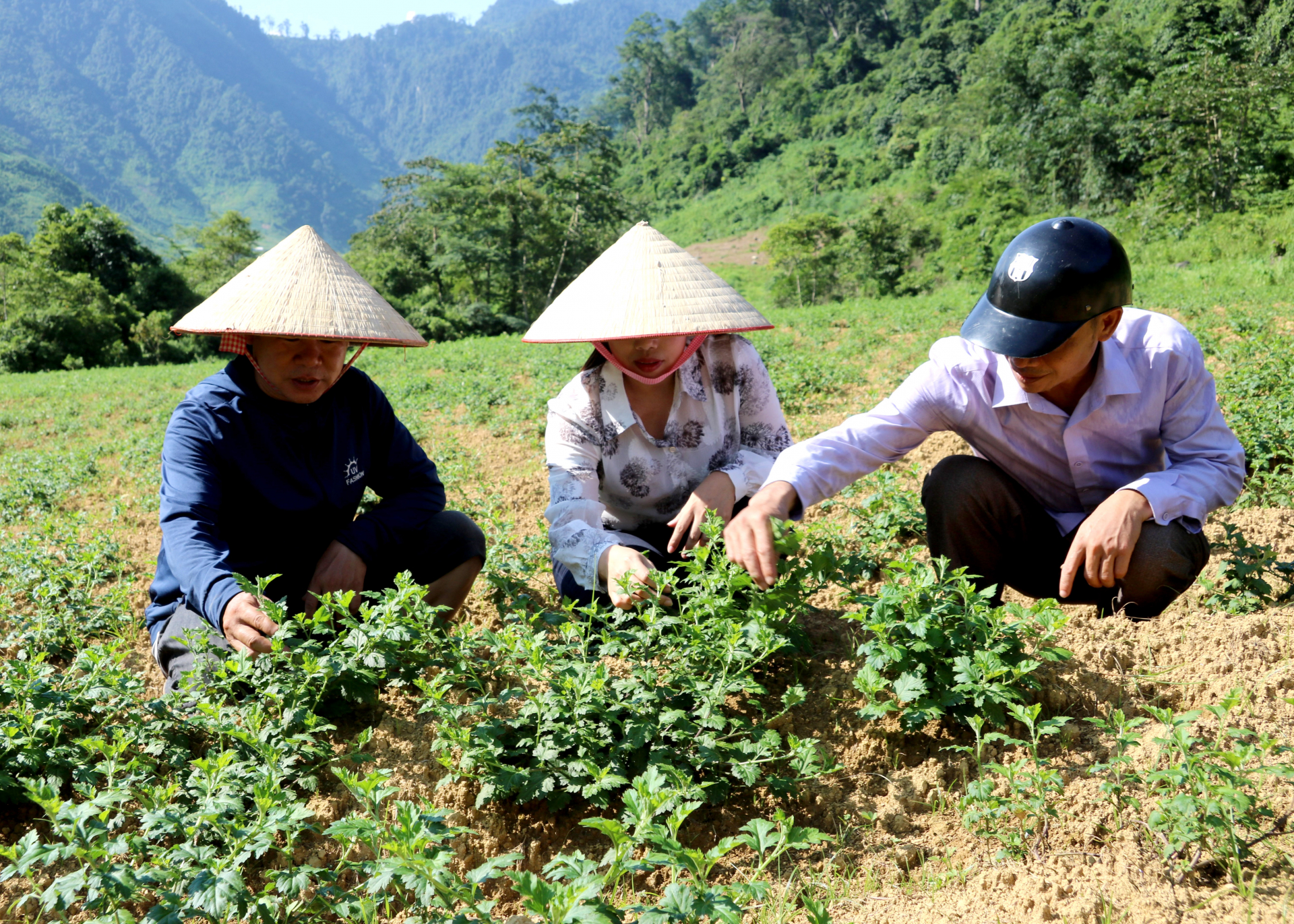 Vườn trồng hoa Cúc chi của Công ty TNHH Tuệ Minh tại xã Minh Tân (Vị Xuyên).