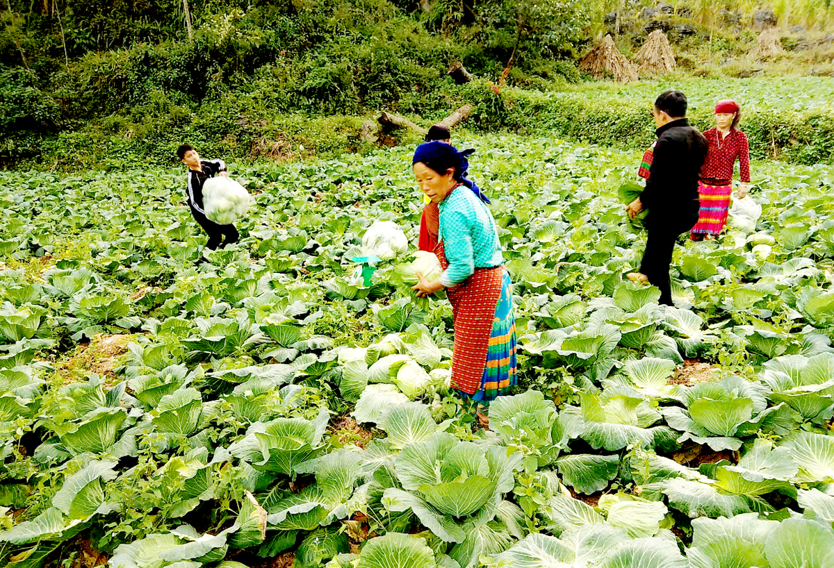 Người dân Séo Lủng B thu hoạch bắp cải bán cho thương lái ngay tại ruộng.