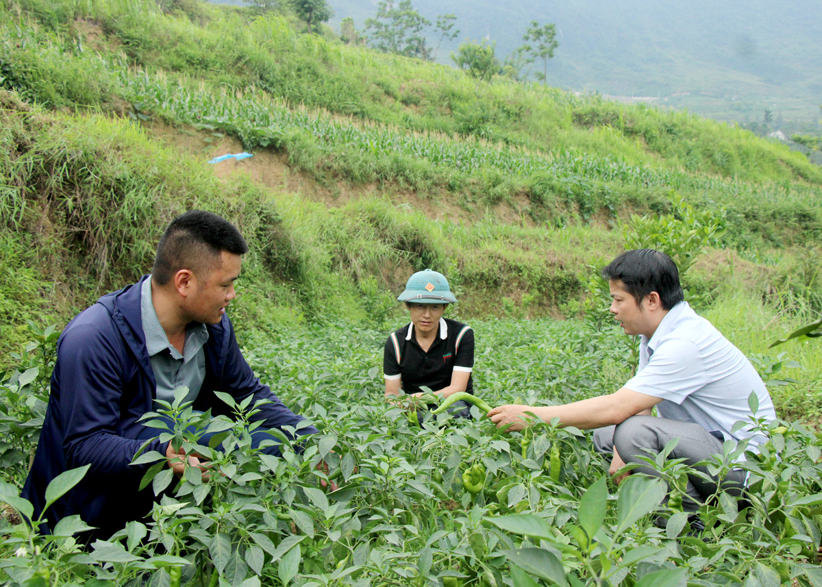 Chuyển đổi cơ cấu cây trồng từ ngô sang ớt ngọt tại xã biên giới Nghĩa Thuận (Quản Bạ).