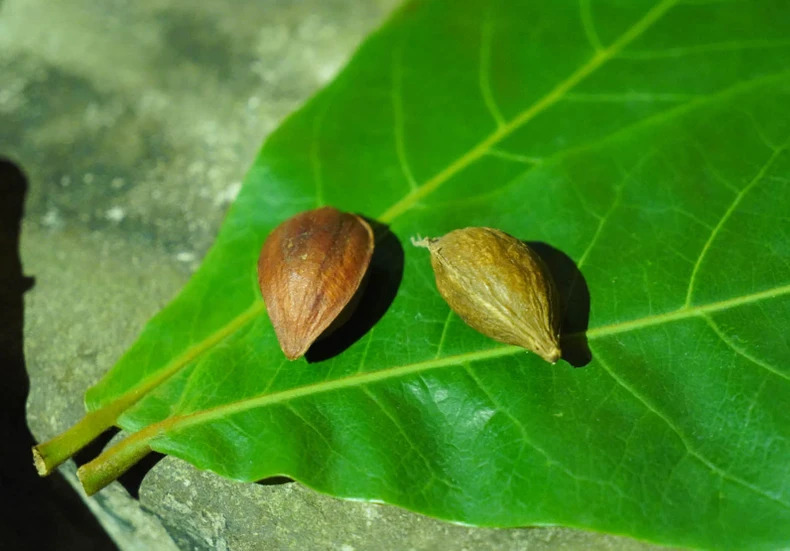 Quả bàng, lá bàng cũng được khai thác trong câu chuyện gắn với đời sống những chiến sĩ Cách mạng.