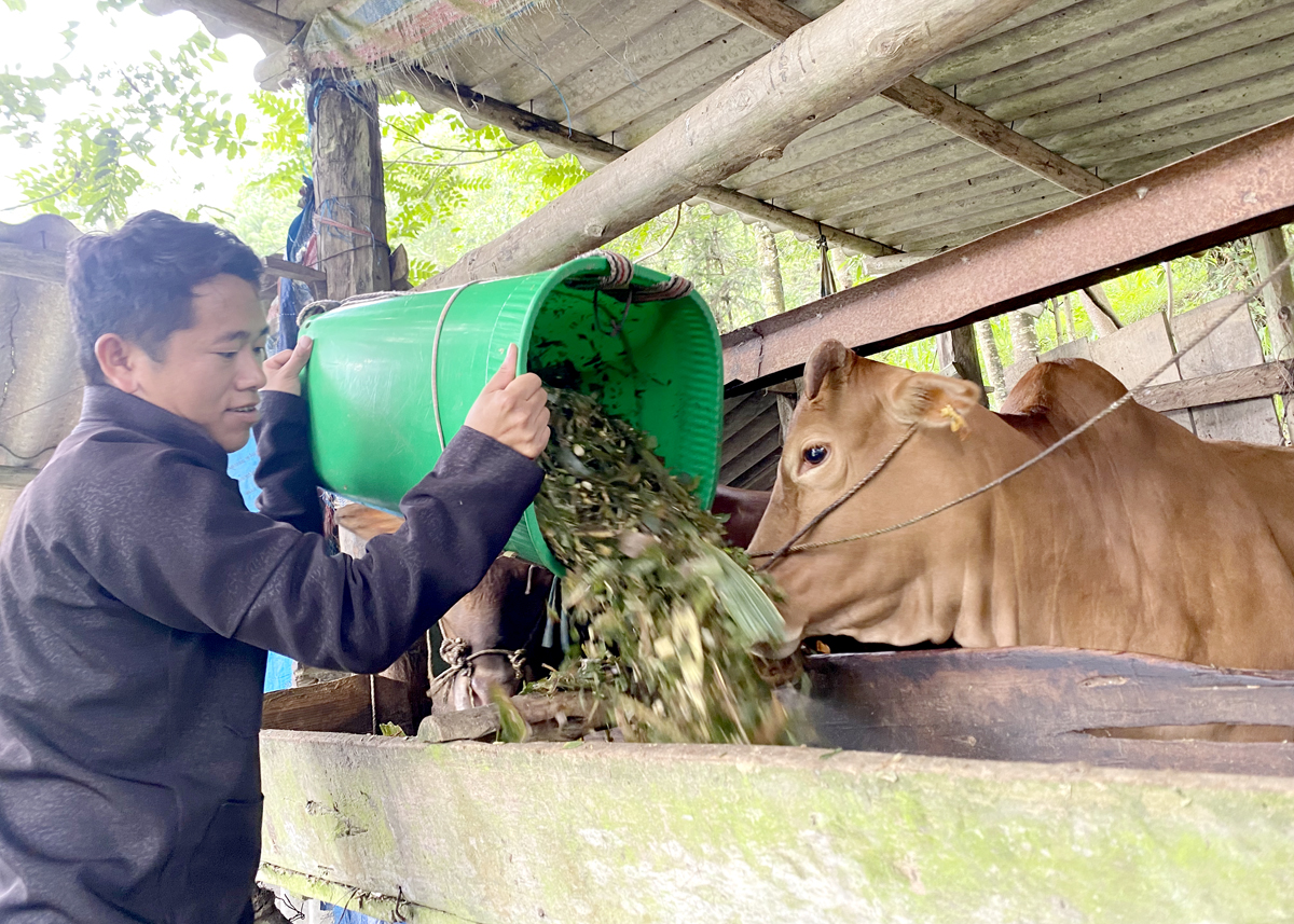 Chăn nuôi bò vỗ béo giúp người dân xã Lao Và Chải vươn lên thoát nghèo.