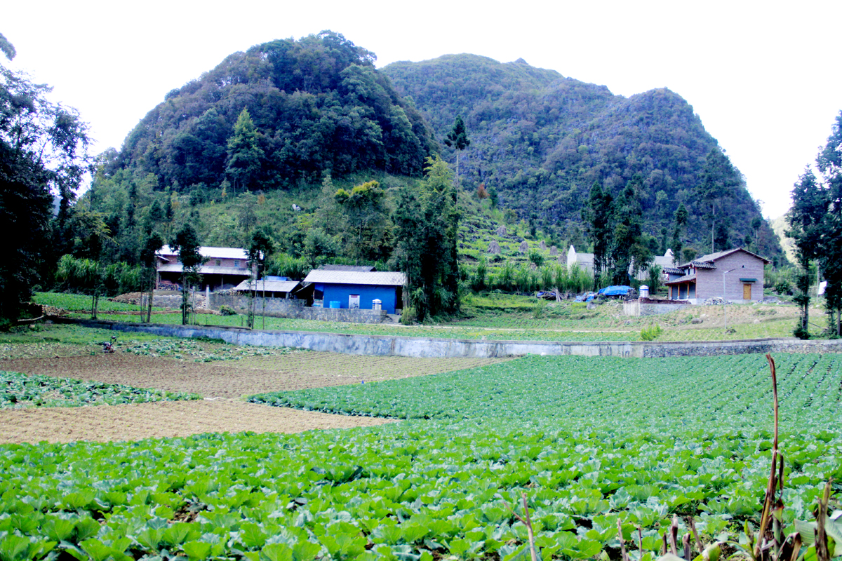 Không cho đất nghỉ, không ngừng tay ta, những ruộng bắp cải đã thu hoạch được khẩn trương làm đất, trồng gối vụ, đảm bảo nguồn thu nhập thường xuyên.