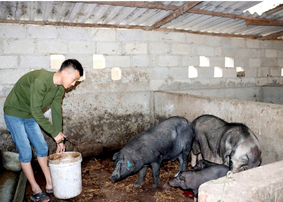 Phát triển và bảo tồn, khai thác nguồn gen lợn đen địa phương có chất lượng và giá trị kinh tế cao