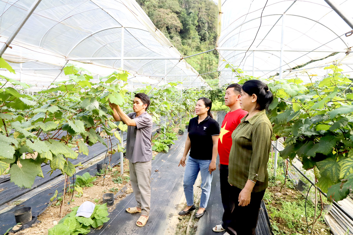 Anh Vừ Mí Trá, thôn Đoàn Kết, xã Sủng Là (Đồng Văn) chuyển đổi đất trồng ngô sang trồng nho. 