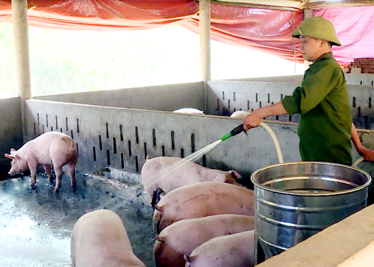 Người dân xã Tùng Bá (Vị Xuyên) chăm sóc đàn lợn chuẩn bị phục vụ Tết Nguyên đán 2025.