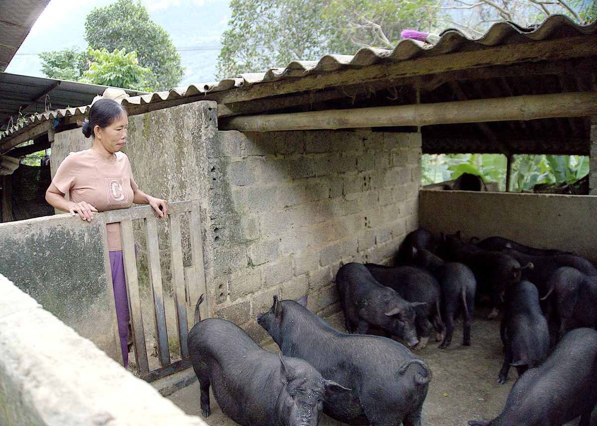 Mô hình chăn nuôi lợn đen của bà Bùi Thị Sao, thôn Nà Pâu, xã Lạc Nông vay vốn từ Agribank Bắc Mê.