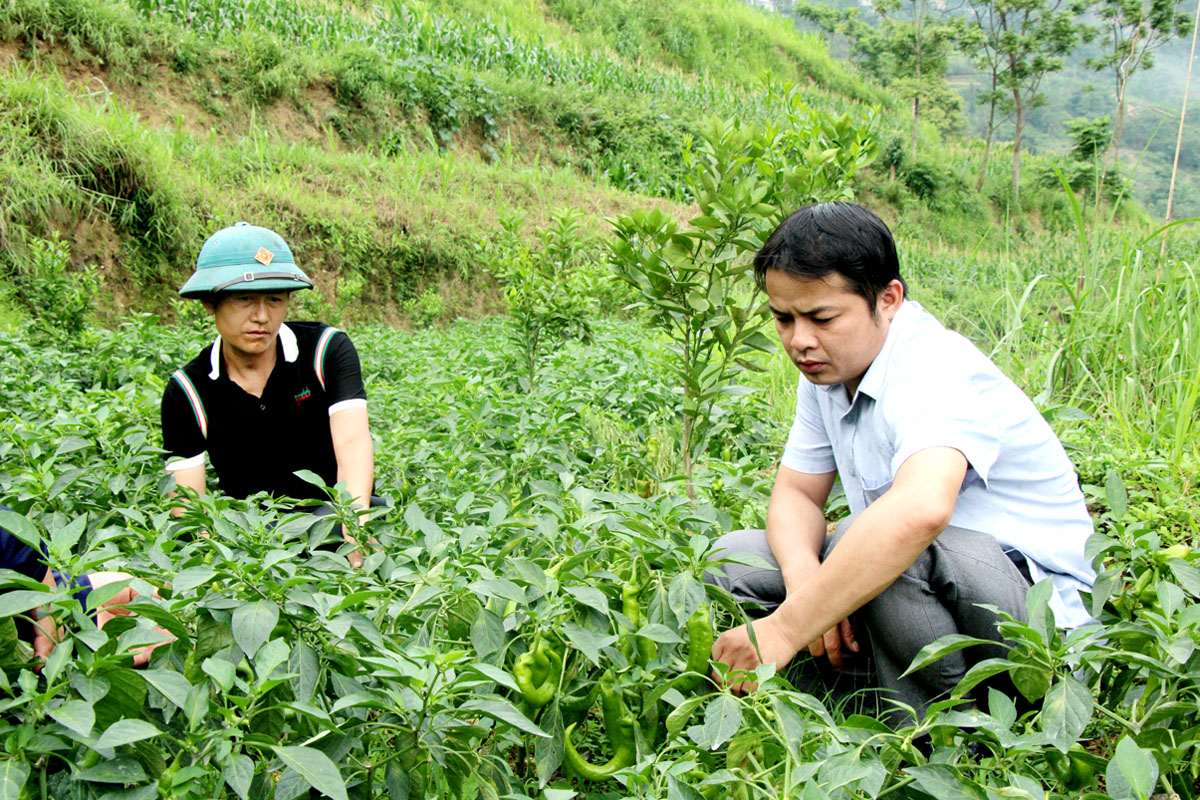 Mô hình chuyển đổi cơ cấu cây trồng của gia đình anh Sân Sài Cáo, thôn Na Lình.
