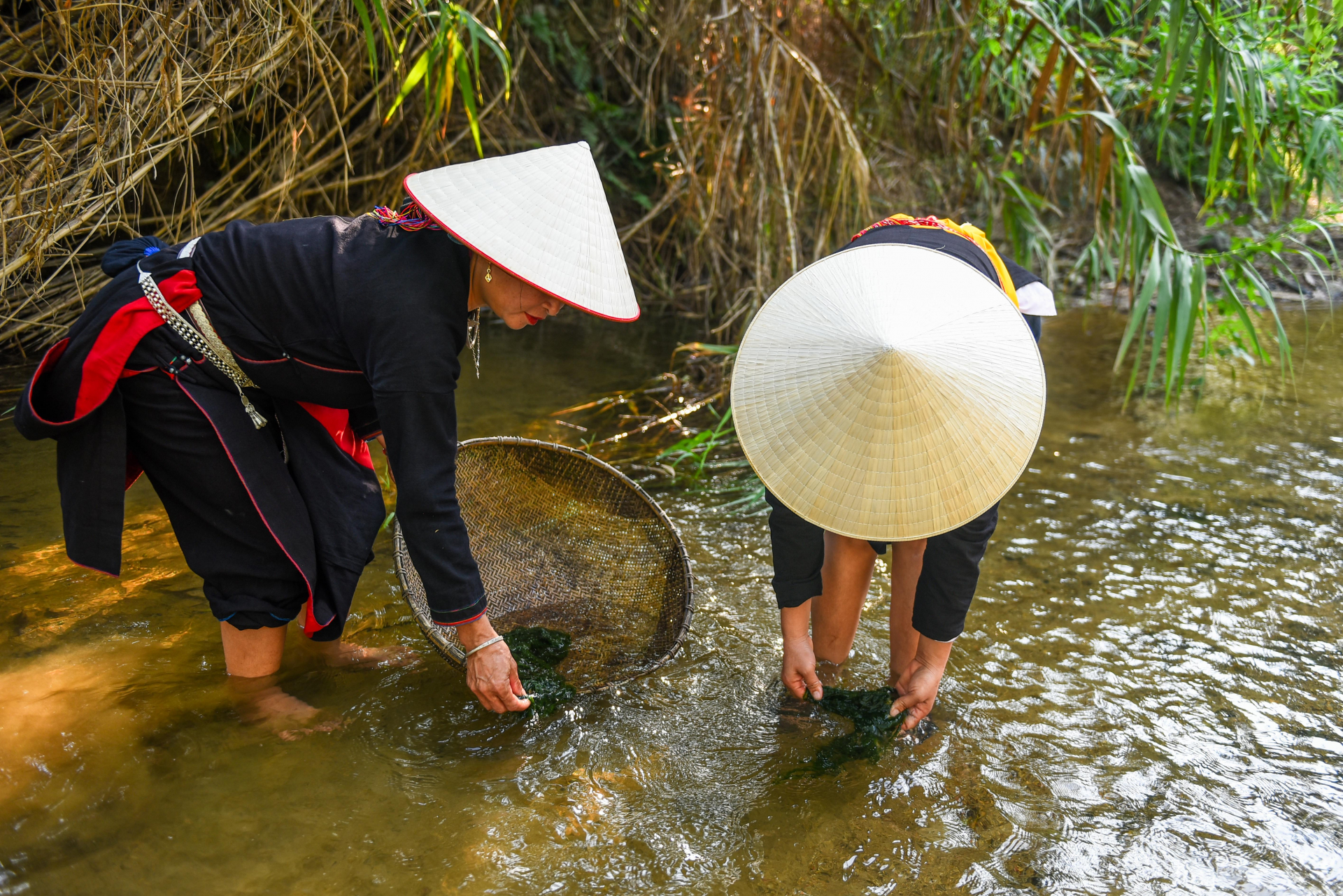 Chị Hoàng Thị Miên và chị Đặng Thị Lả, người dân thôn Khun, xã Bằng Lang chia sẻ rằng, rêu đá là món ăn gắn bó với tuổi thơ của nhiều thế hệ, Từ thời các cụ đã chế biến nhiều món ăn từ rêu đá rồi, những lúc khó khăn, có rêu đá để ăn là vui lắm - chị Miên bồi hồi nhớ lại.