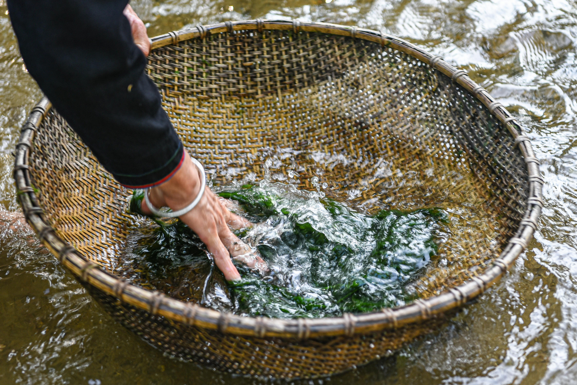 Cleaning the moss is the most important and time-consuming step. During harvest, the moss is carefully selected for freshness and quality while removing dry leaves and tree bark. The fast-flowing stream helps to wash away any dirt.