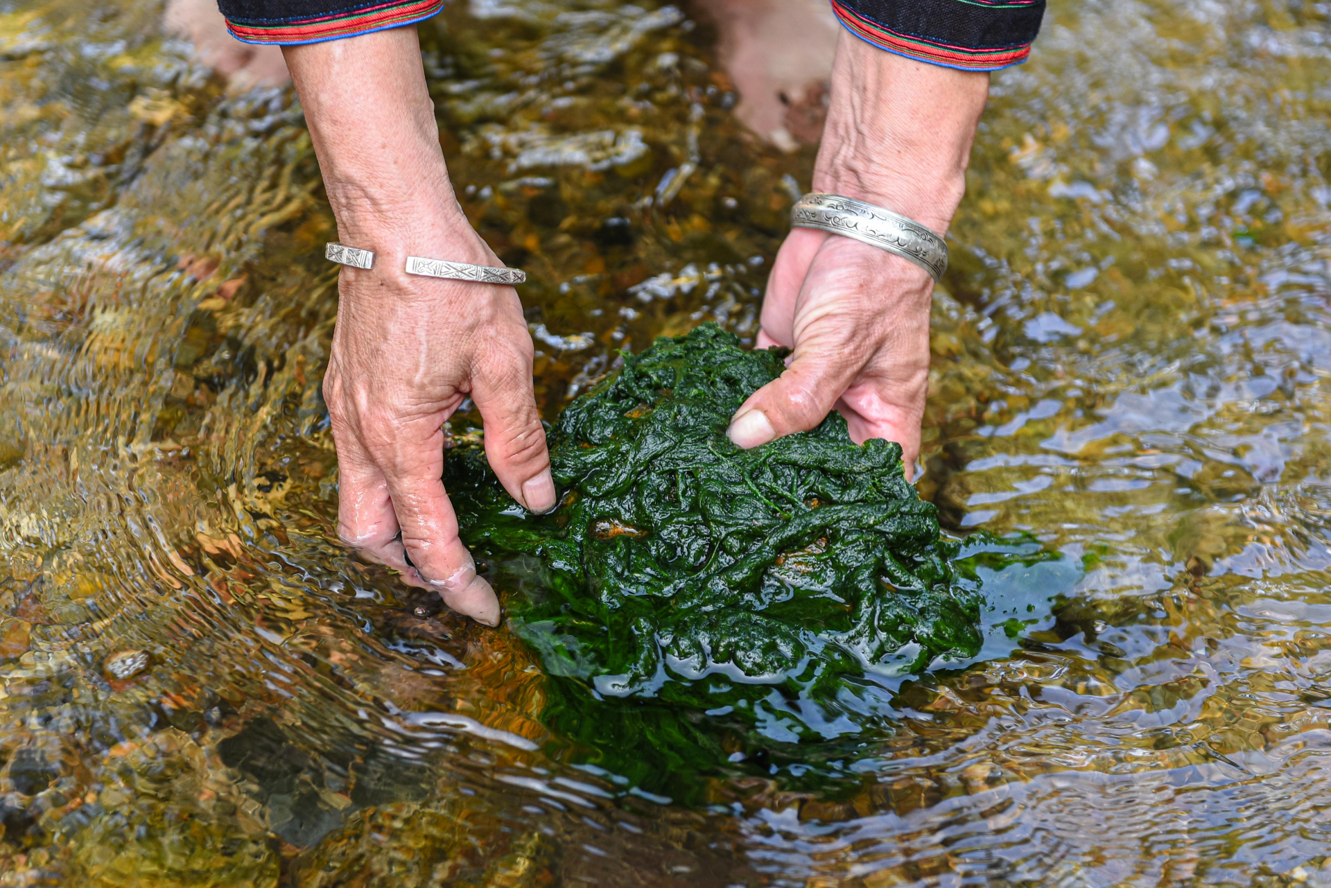 The moss that grows on the rocks in the upper reaches of the stream is not only clean but also retains its softness and natural, fragrant taste. According to the Tay people, stone moss is believed to help with blood circulation, detoxifying the body, stabilising blood pressure, and strengthening the immune system.